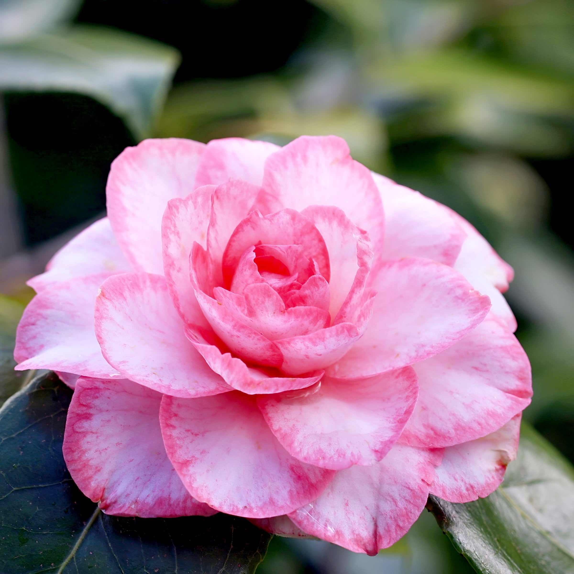 National Plant Network 1 gal. Camellia Sasanqua Moonshadow Shrub