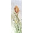 thumbnail image 2 of Calascibetta, Mike 13x32 Black Ornate Wood Framed with Double Matting Museum Art Print Titled - Tulip Breeze I, 2 of 4
