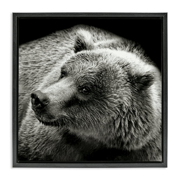 Stupell Industries Bear Looking Left Animals & Insects Photography Black Floater Framed Canvas Art Print Wall Art, 18 x 18