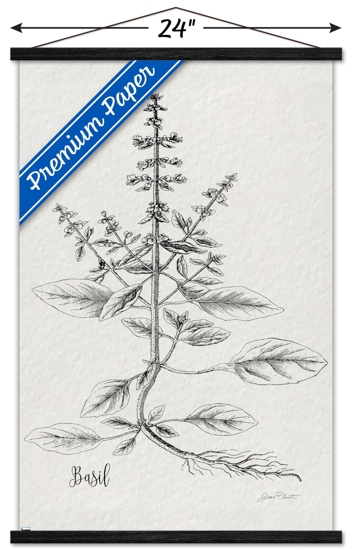 Jean Plout - Botanical Studies on Paper Basil Wall Poster with Magnetic Frame, 22.375" x 34"