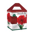 thumbnail image 4 of Premium Red Lion Amaryllis Kit - Gift Ready Indoor Blooms, 4 of 7
