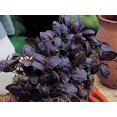 thumbnail image 3 of GSDWIUEW Seeds Herb Indoor Basil Purple Opal Heirloom, 3 of 8