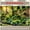 7x5Ft, variant on Plants Climbing Garden Fence Backdrop Wall Covering Suitable for Living Room, Bedroom, Office and Outdoor Decor, Perfect for Parties and Holiday Gifts Background