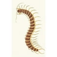 thumbnail image 2 of George Shaw 12x18 Black Ornate Wood Framed Double Matted Museum Art Print Titled - Centipede (1789-1813), 2 of 5