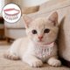 thumbnail image 1 of BESTYASH Collar Ajustable Para Mascotas Con De Rosados Ideal Para Paseos Y Eventos, 1 of 7