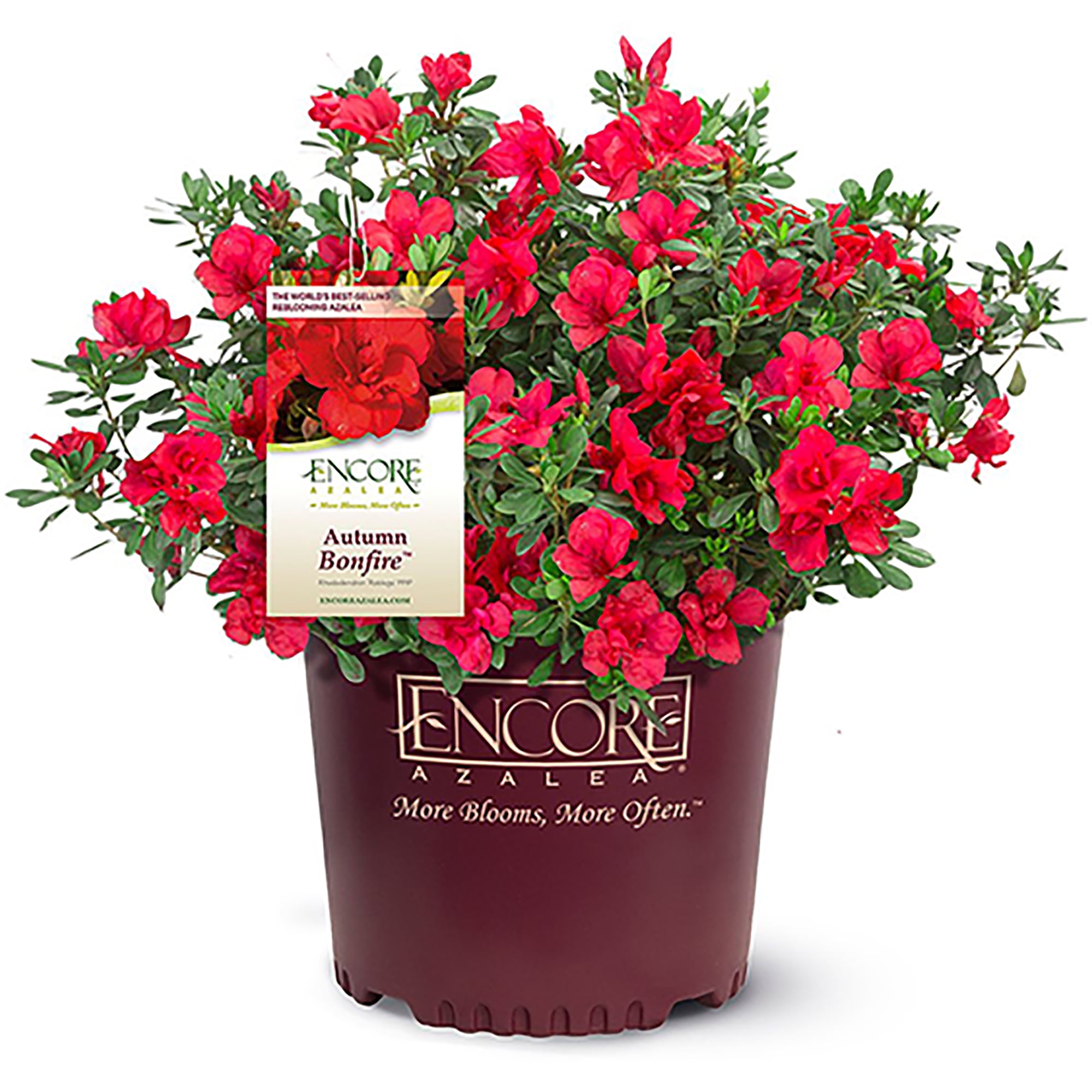 autumn bonfire azalea