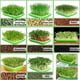 thumbnail image 2 of PIX-LINK Pot de doble capa de semillas de frijol hidropónico para césped de trigo, bandeja para guardería, kit de cultivo de microverduras sin suelo PIX-LINK Plantación y cuidado de plantas, 2 of 9