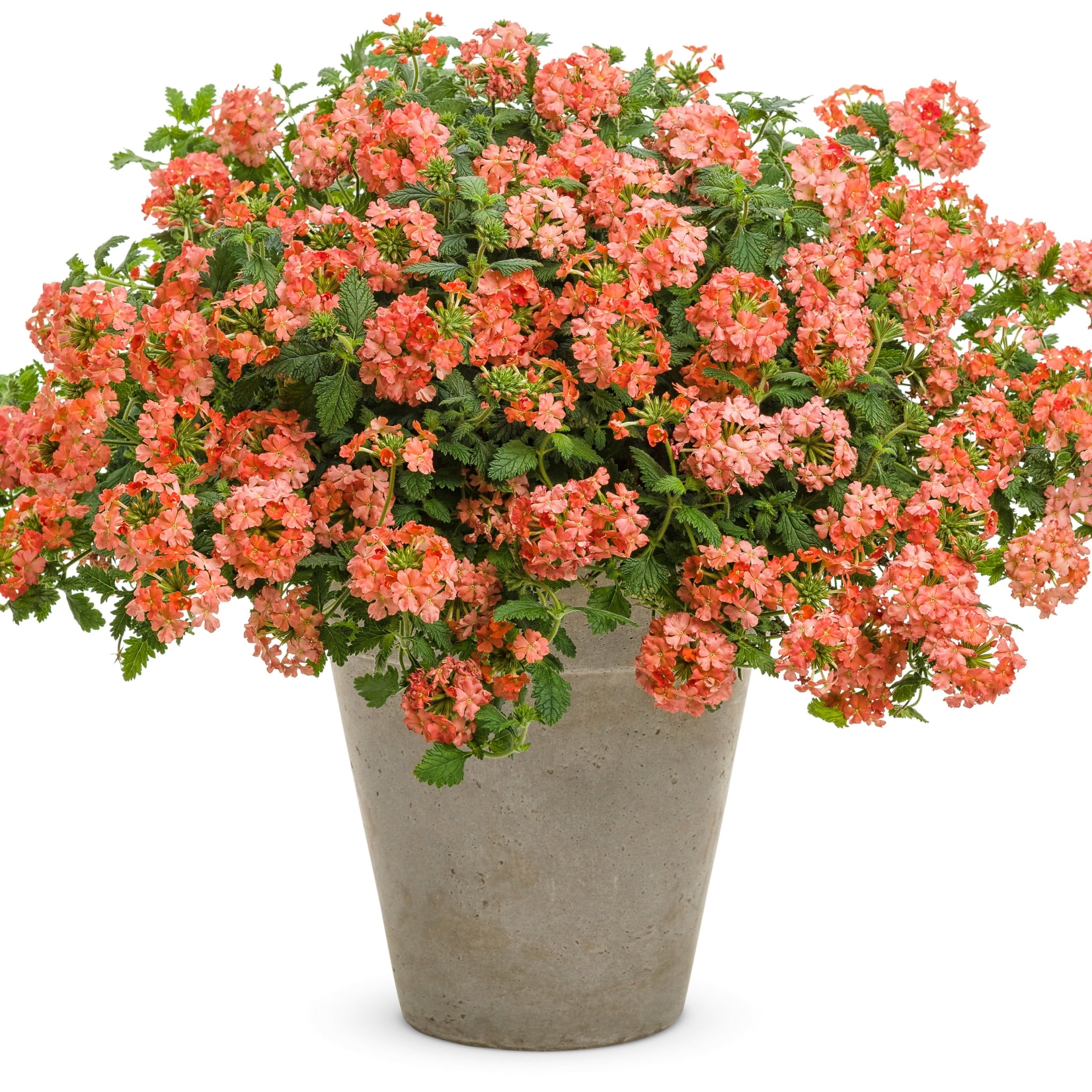 Proven Winners 4" Orange Superbena Peachy Keen Verbena Live Plant in 4.25" Pot (4 Count)