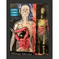 thumbnail image 2 of Science Squad Unbelievable Science Human Model Squishy Anatomy, 2 of 4