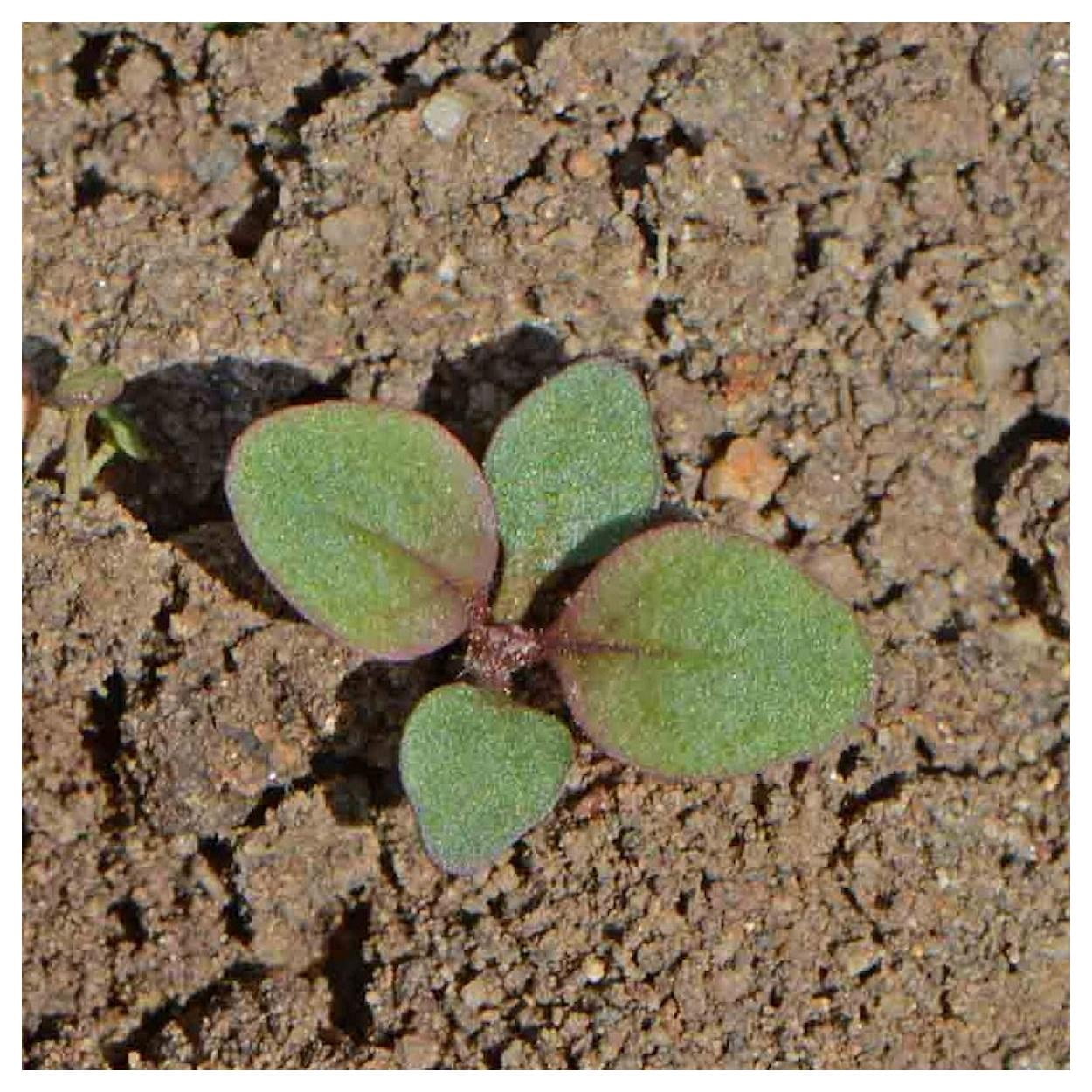 Everwilde Farms - 1 oz Hairy Beardtongue Native Wildflower Seeds - Gold Vault Bulk Seed Packet