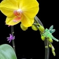 thumbnail image 6 of 60 Pcs Plant Orchid Clips Kit Butterfly Vine Clips Dragonfly Orchid Support Clips Garden Plant Clips for Support Flower Vine Orchid, Mix Color$$Garden & Patio, 6 of 6