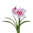 thumbnail image 3 of Easy to Grow Amaryllis Elvas 1 Plant Bulb, Double Flower Indoor Holiday or Outdoor Spring Bloom, 3 of 5