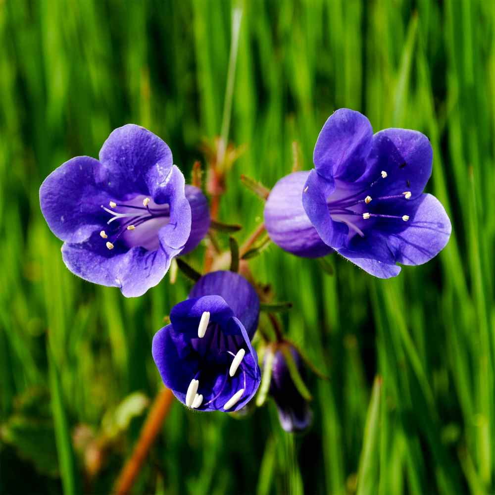 Outsidepride California Bluebell Phacelia Campanularia Flower Seed - 1 LB