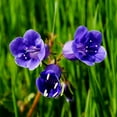 thumbnail image 2 of Outsidepride California Bluebell Phacelia Campanularia Flower Seed - 1/4 LB, 2 of 2