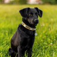 thumbnail image 2 of YSTINNG Reflective Dog Collar with Cute Paw Rivet Studded Funny Soft PU Leather Adjustable Puppy Dog Collars for Small Medium Large Dogs Cats (Yellow,Large) YD72-334, 2 of 7