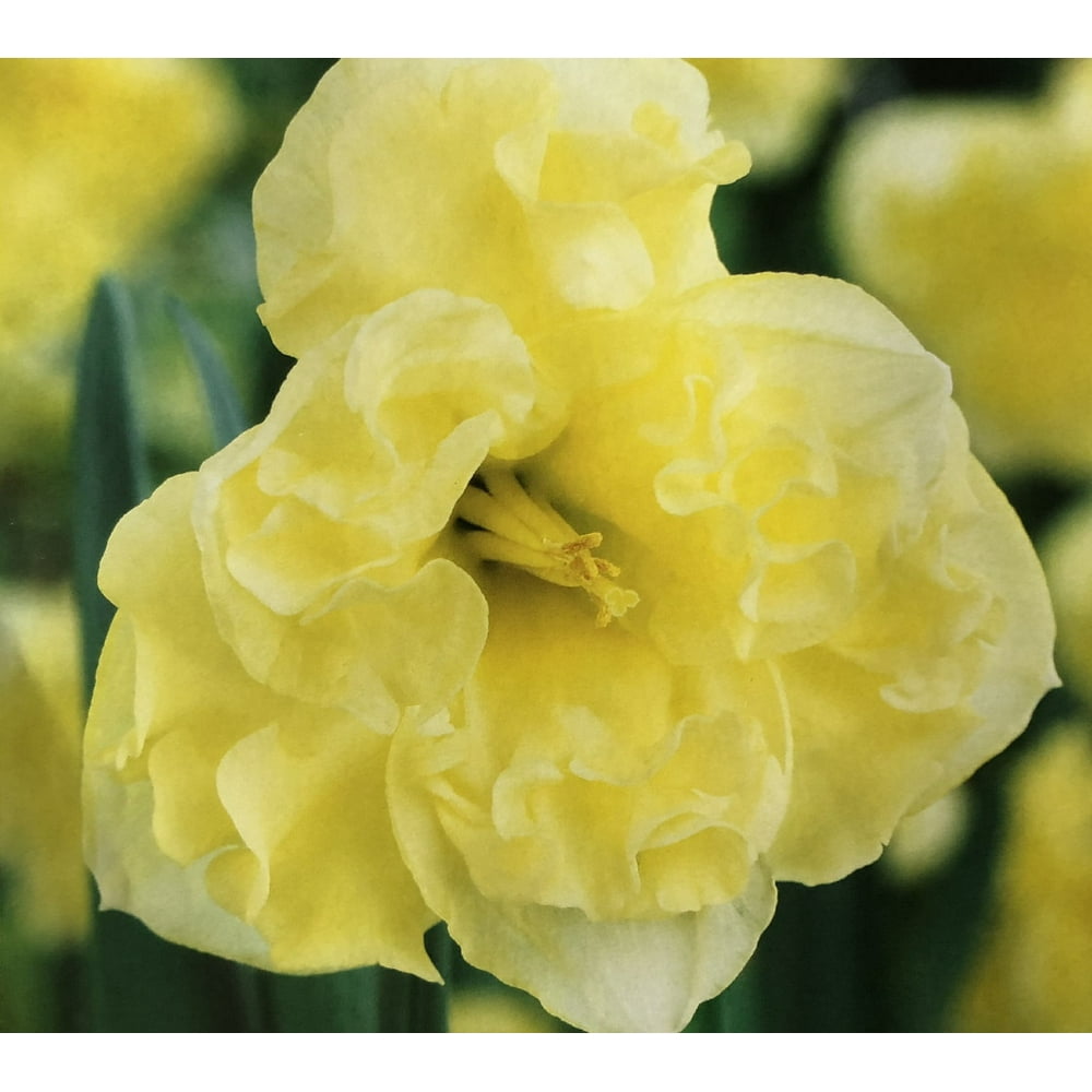 Sunny Side Up Daffodil 5 Bulbs Soft Yellow 14/16 cm Bulbs