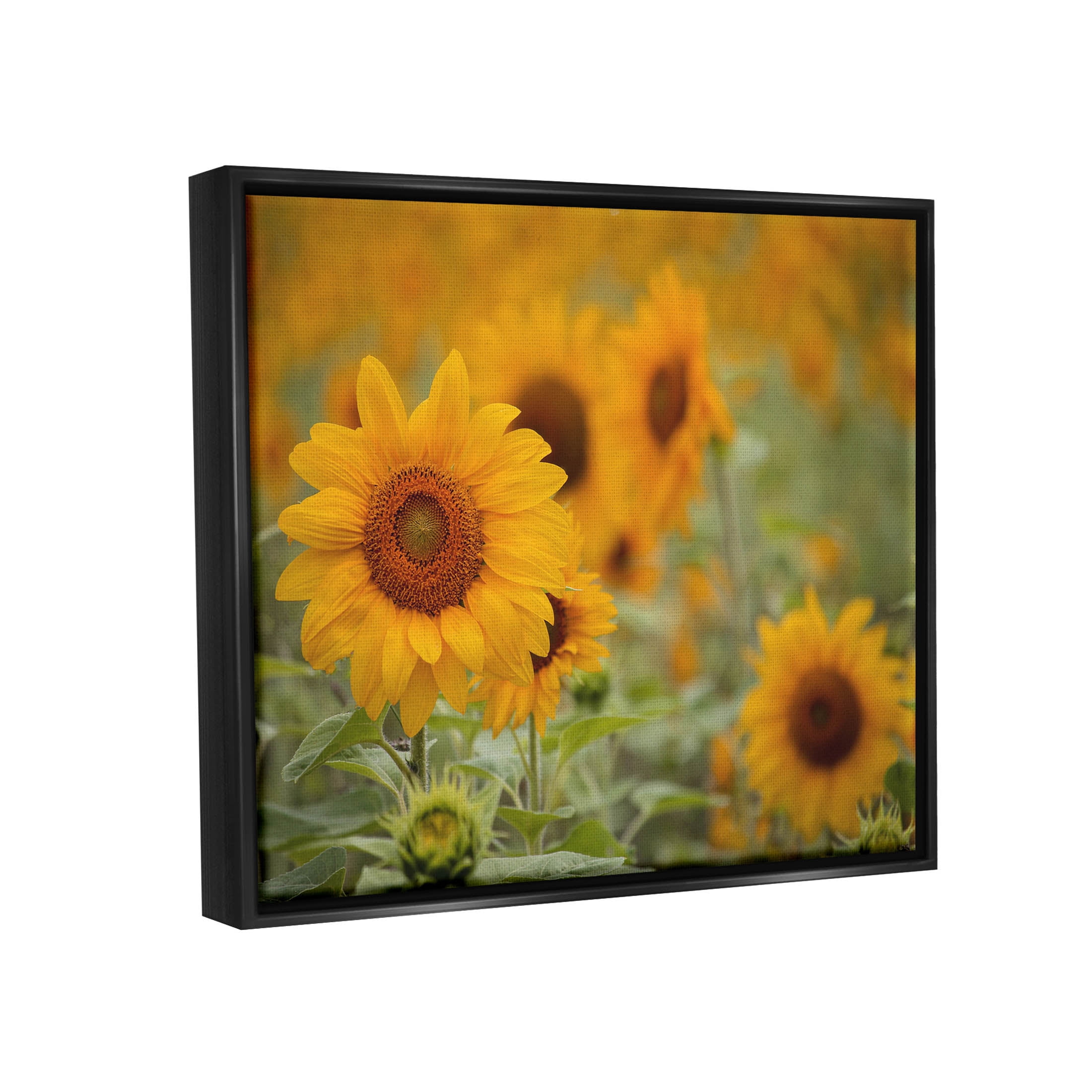Sunflower Field Nature Blooms Botanical & Floral Photograph Jet Black Framed Art Print Wall Art