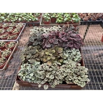 Harmony Foliage Ripple Peperomia Assortment in 6 inch pots 6-Pack Bulk Wholesale