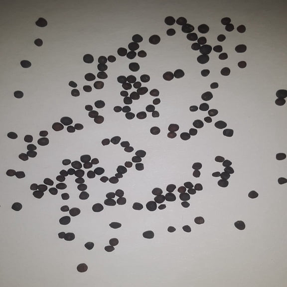 Papaws Garden Late Flat Dutch 100 Cabbage Plant Seeds, Premium Heirloom