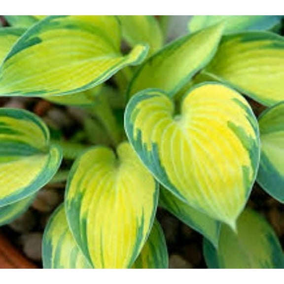 June Variegated Hosta ( miniature size ) - Live Plant - ( 1 QT )
