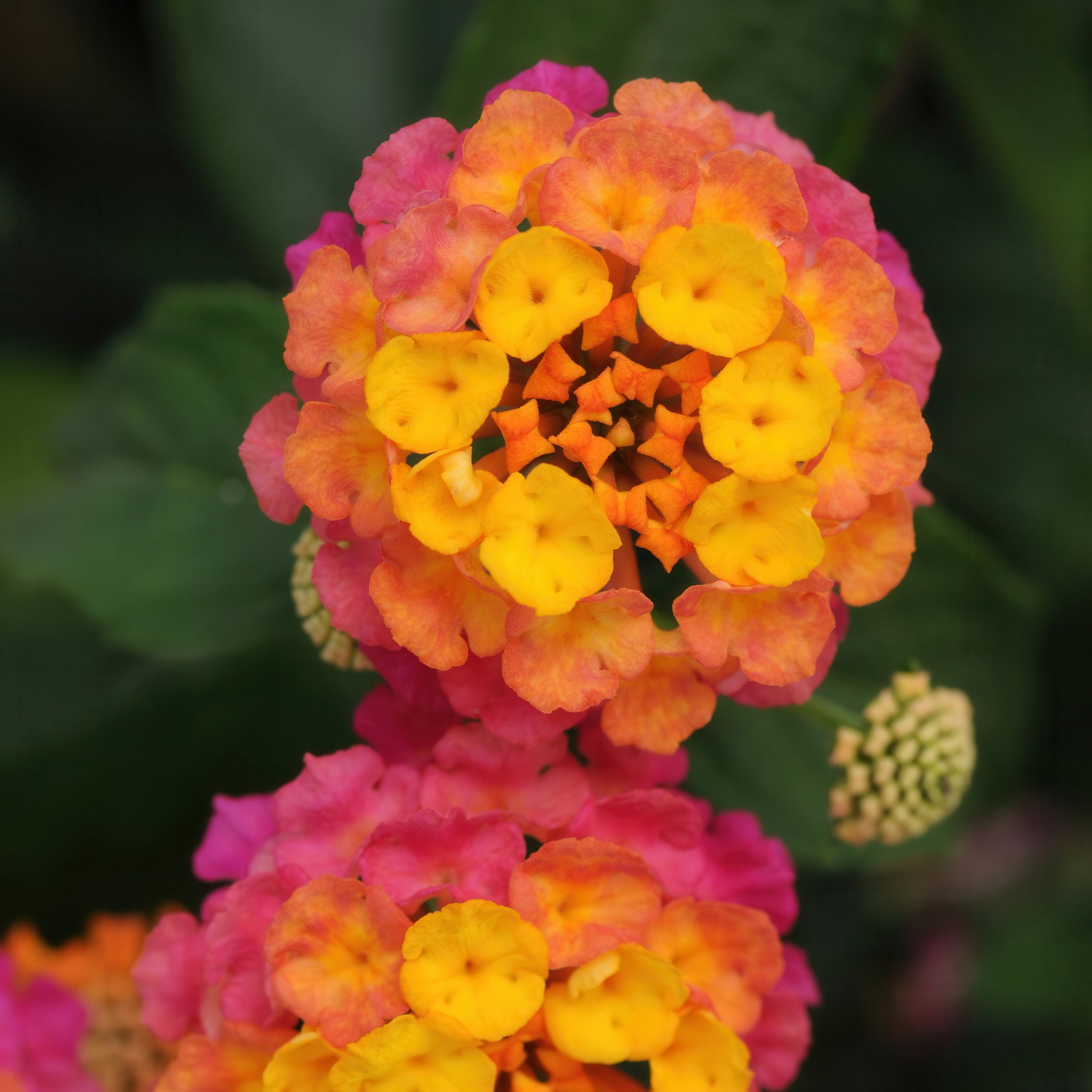 4 in. Lantana 3-N-1 Lucky Charm Live Annual Plant with Multicolor Flowers (3-Pack)