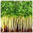 thumbnail image 4 of Everwilde Farms - 2000 Pepper Cress Herb Seeds - Gold Vault Jumbo Bulk Seed Packet, 4 of 5