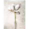 thumbnail image 3 of Bluebird Barn 15x18 Black Modern Framed Museum Art Print Titled - Blush Ranunculus Solitary, 3 of 5
