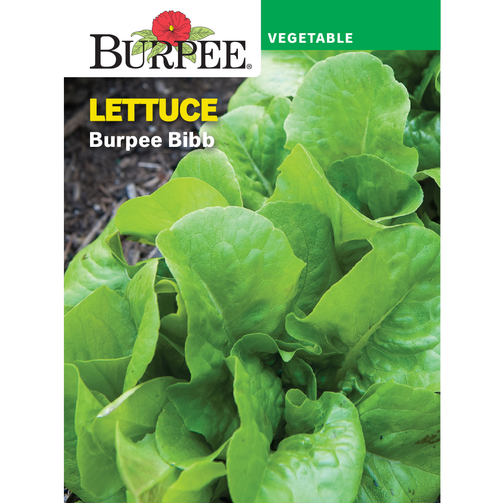 Burpee Bibb Lettuce Vegetable Seed, 1pack