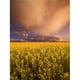 Posterazzi DPI1790389LARGE Coucher de Soleil sur une Affiche de Canola par Darren Greenwood, 24 x 32 - Grand – image 1 sur 1