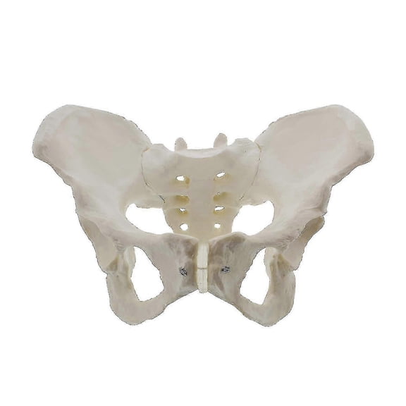 Life Size Female Pelvis Hip Bone Model - Anatomical Educational Display For Medical Study