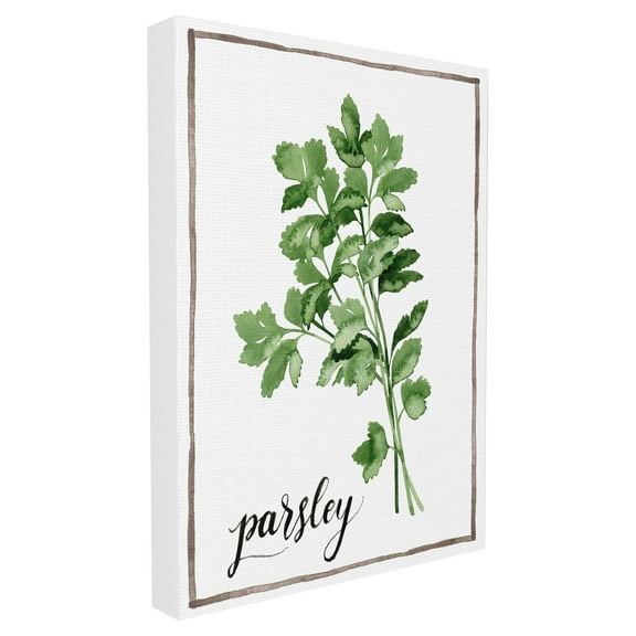 The Stupell Home Decor Collection Watercolor Herb Illustration Parsley Painting with Script Stretched Canvas Wall Art, 16 x 1.5 x 20