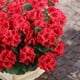 thumbnail image 5 of Flores artificiales de geranio Hananona Outdoor, 24 unidades, rojas, 5 of 7