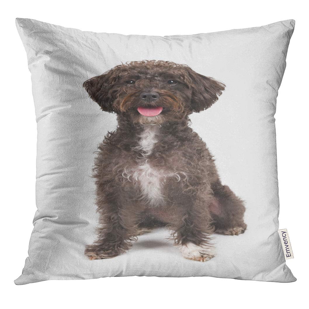 Why Do Dogs Sit On Pillows