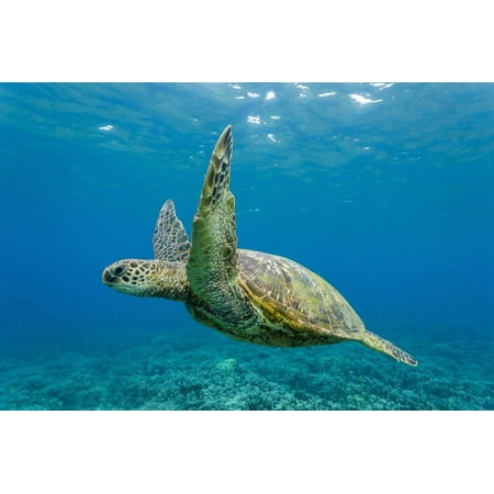Sea Turtle Hawaii Decor Green Sea Turtle (Chelonia Mydas) Underwater, Maui, Hawaii, United States of America, Pacific Print Wall Art By Michael Nolan ()