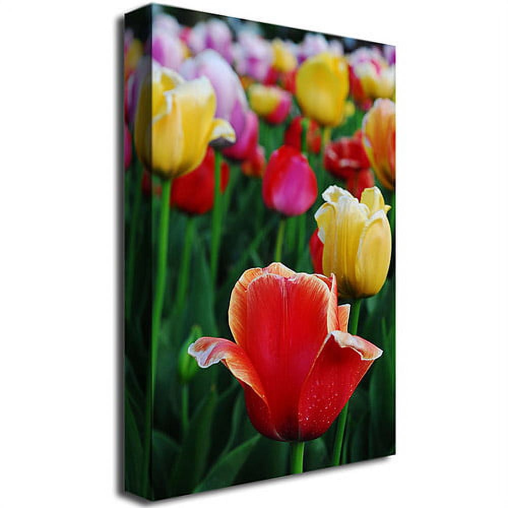 Trademark Fine Art "In Among the Tulips II" Canvas Art by Kurt Shaffer