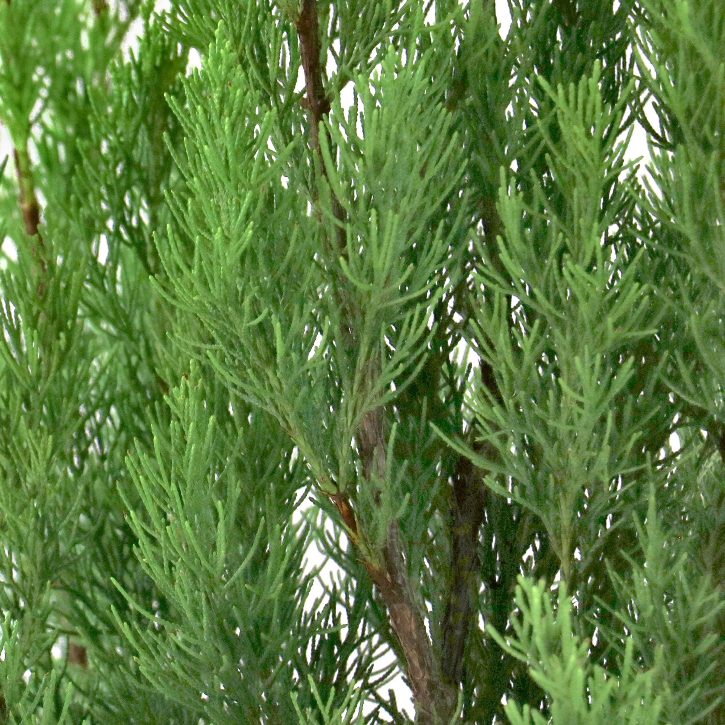 National Plant Network 3 gal. Juniper Brodie Live Shrub