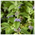 thumbnail image 1 of Everwilde Farms - 1/4 lb Wild Mint Native Wildflower Seeds - Gold Vault Bulk Seed Packet, 1 of 2