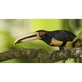 thumbnail image 2 of Morris, Arthur 24x15 White Modern Wood Framed Museum Art Print Titled - Ecuador, Los Bancos Pale-mandible aricari bird, 2 of 4