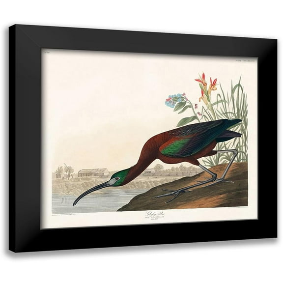 Audubon, John James 13x12 Black Modern Framed Museum Art Print Titled - Glossy Ibis