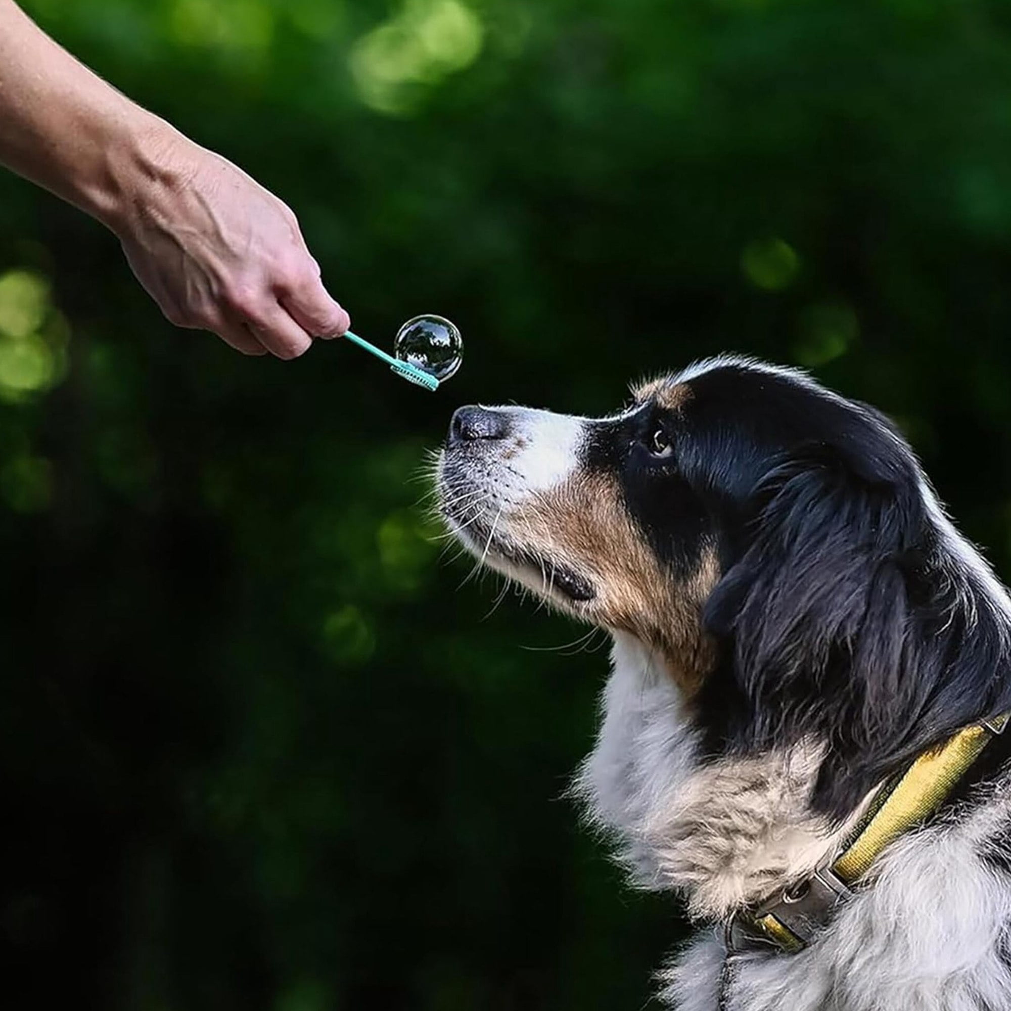Atomic Bubbles: Back Yard Bubbles - 2 Pack, 4oz Bottles - Botanical Oils Blend, Dog Toy, Pet Safe Formula, Interactive Outdoor Pop & Chase Play