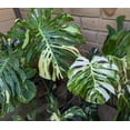 thumbnail image 2 of Thai Constellation Monstera Plant 4-6" Tall for Planting, Variegated Monstera Plant, Monstera Deliciosa, Rare Climbing Tropical Vine - Houseplant, 2 of 5