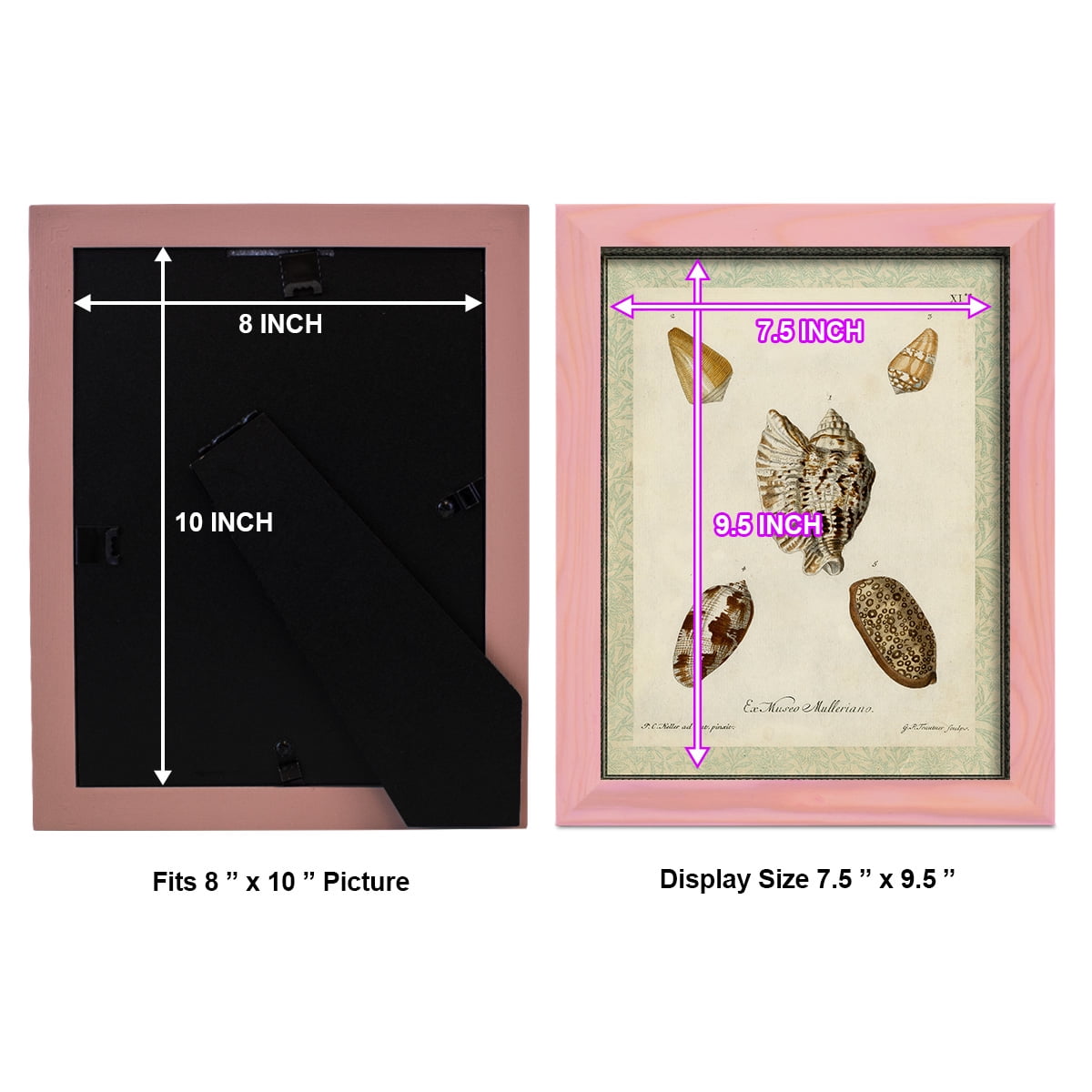 Bookplate Shells II - Framed Print w/glass - Sunset Pink