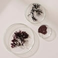 thumbnail image 5 of NEW NORDIC Irish Sea Moss Extract | Powerful Tri-Algae Complex with Pure Norwegian Kelp and Wakame Seaweed | Vegan & Gluten Free | Compressed Raw Powder | 30 Tablets, 5 of 7