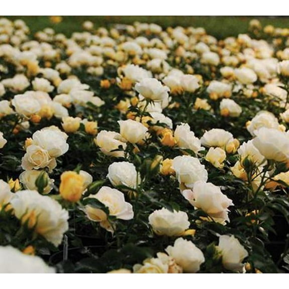 New Life Nursery and Garden Popcorn Drift Yellow Groundcover Rose Live Plants