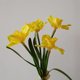 thumbnail image 2 of Lámpara de jarrón LED Narciso Enchufe USB o Adorno de iluminación alimentado por batería (Amarillo) Tmvgtek Para estrenar, 2 of 9