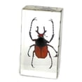 thumbnail image 2 of Ed Speldy East PW202 Real Bug Paperweight Regular-Medium-Antler Horned Beetle, 2 of 3