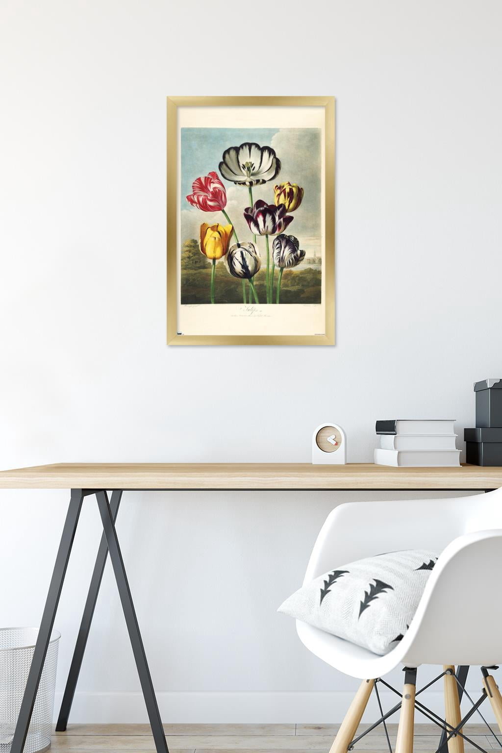 Tulips from the The Temple of Flora Wall Poster, 14.725" x 22.375" Framed