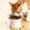 White, variant on Lunxisen 4 Pcs Elevated Cat Food Bowl, Ceramic Raised and Tilted Water Bowl, Anti Vomiting and Protect Pets' Spines Dishes for Small Dog, Fat Faced Cat, Kitten