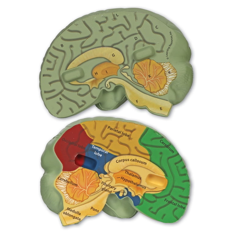 Learning Resources, Cross-Section Brain Model, 5 1/2