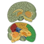 Learning Resources Cross-Section Brain Model - Anatomy Classroom Must Haves, Ages 7+
